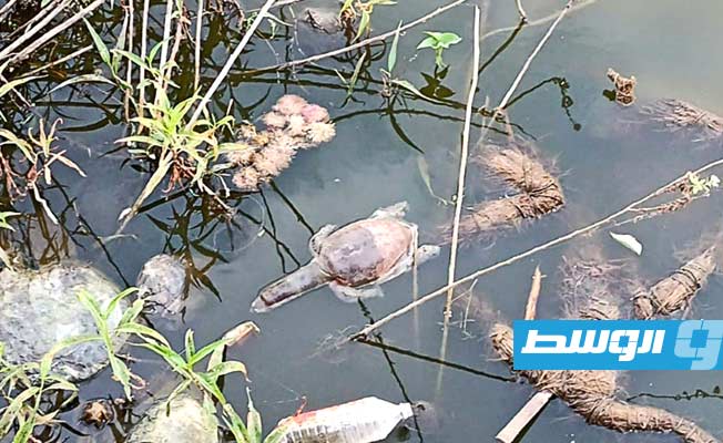 نفوق عشرات السلاحف الهندية بعد تعرضها لتسمم