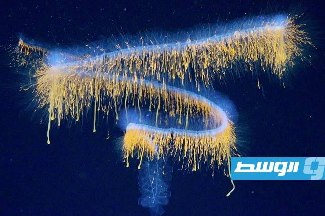 اكتشاف 31 نوعاً بحرياً جديداً قبالة البرازيل وتصوير كائن مجهري حي ثلاثي الأبعاد للمرة الأولى
