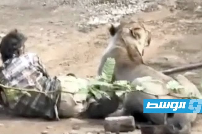 نجاة راعي ماشية هندي بمعجزة هاجمته لبؤة شرسة لمدة نصف ساعة