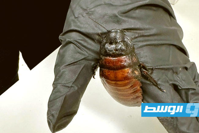 أحدها بحجم كف اليد.. ضبط مزرعة تضم 100 ألف صرصار في أستراليا