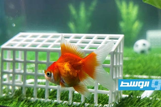 السمكة «سويمبابي» تتوقع نتائج مباريات كأس العالم وتثير فضول المشجعين في كندا