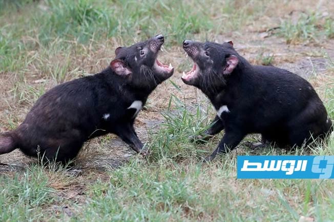العثور على «شيطان تسمانيا» بعد 15 يوما على فراره من حديقة للحيوان في أستراليا