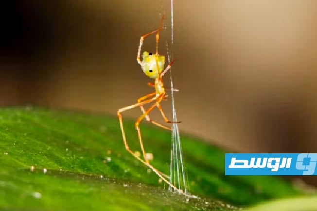 بالفيديو: «العنكبوت المنجنيق» يصطاد فريسته بسرعة تصل إلى 140 ضعف قوة الجاذبية الأرضية
