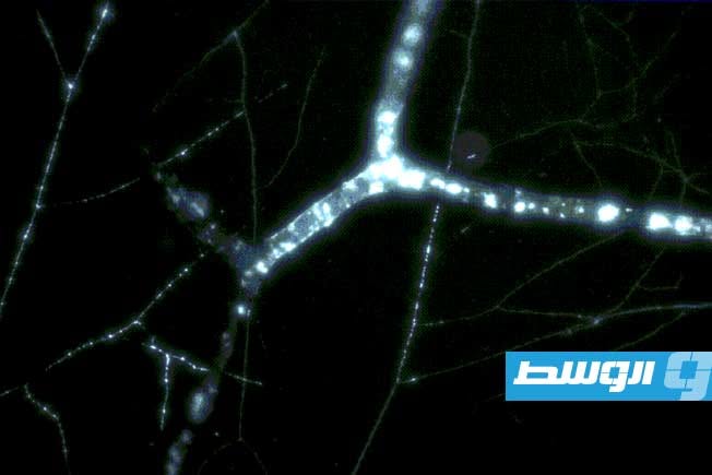 «شبكة الحياة الخفية».. فطريات داخل الأرض تعمل كوسيط للتواصل بين النباتات