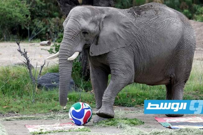 فيلة وزرافات تتنبأ بنتائج مونديال 2026 في حديقة حيوانات مكسيكية