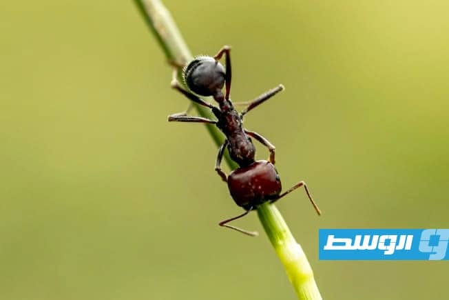 التغيرات الفيزيائية عبر العصور تقود التطور التاريخي لمليارات النمل برؤية علمية جديدة