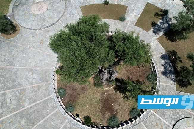 زيتونة عمرها أكثر من ألفي عام في مونتينيغرو تطرح ثمارها بعدما أوشكت على اليباس