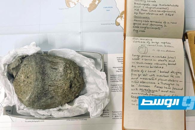 إعادة فحص عظمة أحفورية تكشف عن أول ديناصور عُثر عليه في القارة القطبية الجنوبية