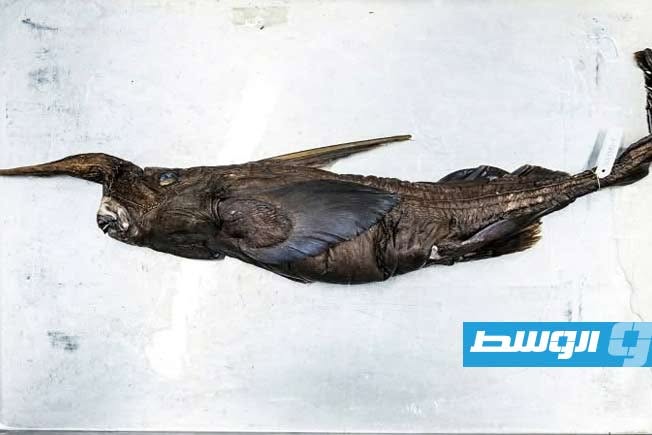 اكتشاف محتمل لنوع جديد من أسماك القرش الشبح في كوستاريكا