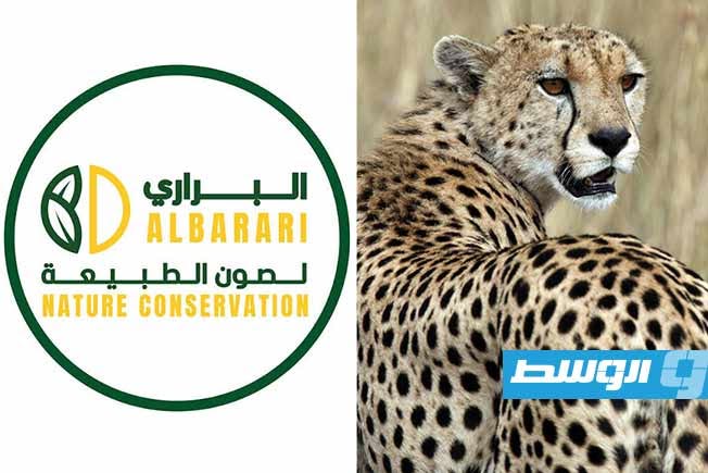 توضيح من «منظمة البراري» حول حقيقة اختفاء الفهد الصحراوي في ليبيا
