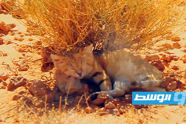 موجودة في 13 موقعًا في الصحراء.. قناة فرنسية تحسم الجدل بشأن قصة قطط الرمال الليبية