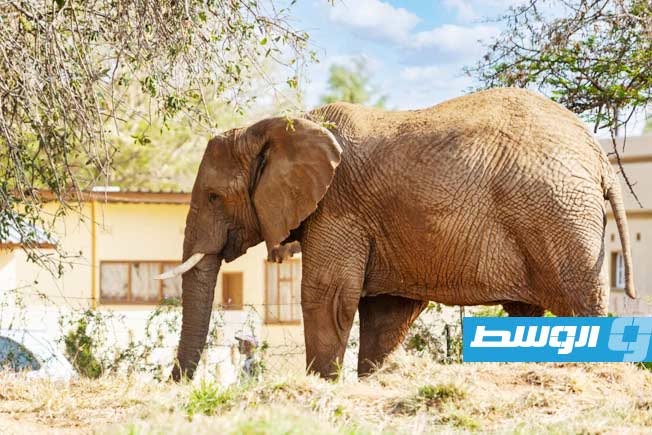 دراسة حديثة تحذر من تصاعد الصراع بين البشر والفيلة في جنوب أفريقيا